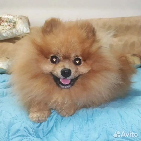 Щенки шпица