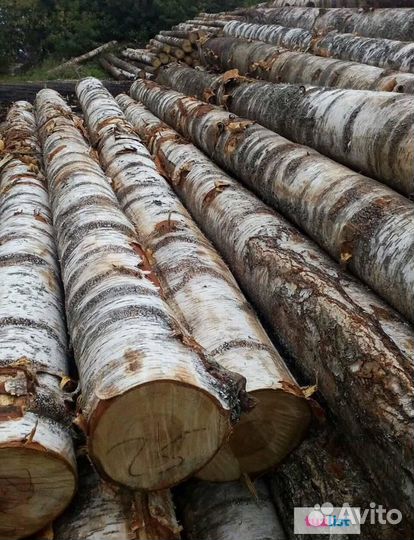 Лес кругляк береза