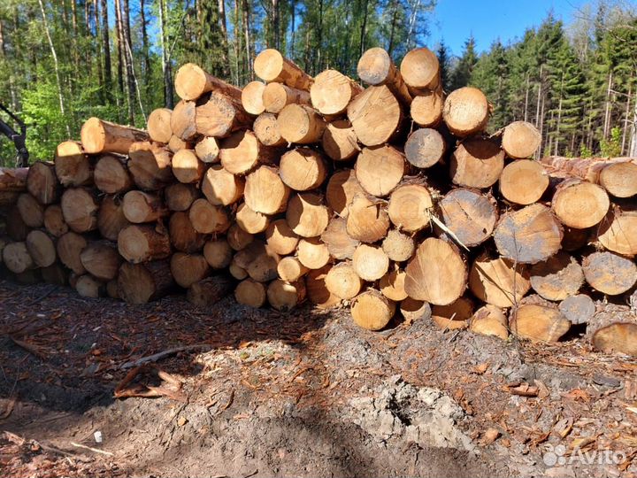 Лес кругляк