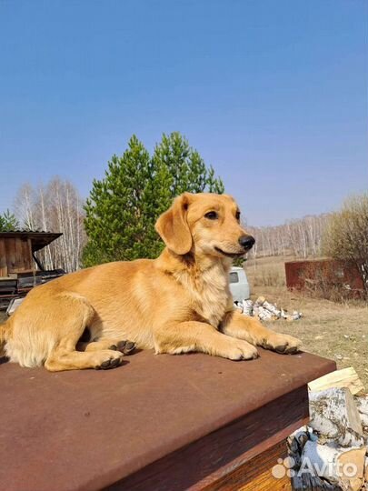 Щенки помесь