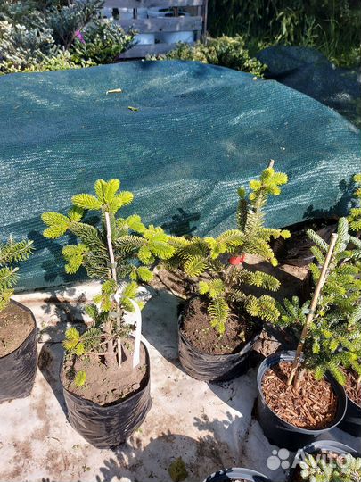 Abies nordmanniana Golden Spreader 30-40см