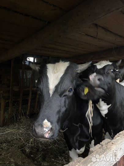 Телки бычки