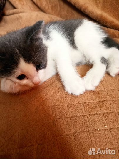 Котята в добрые руки на счастье в дар