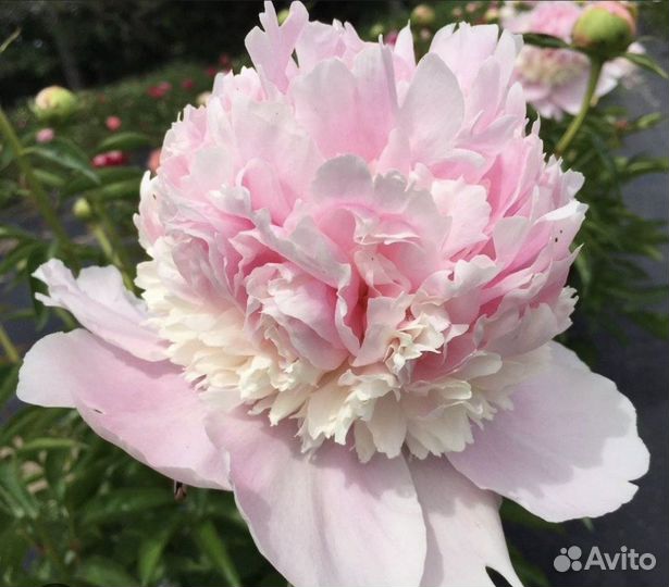 Пионы Корни Саженцы ангел чикс