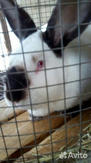 Кролики-калифорнийские