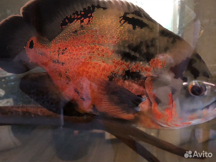 Астронотусы и Каламоихты