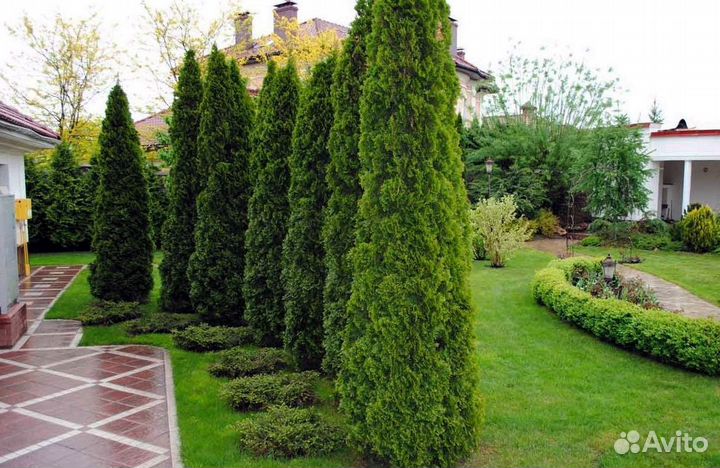 Туи брабант