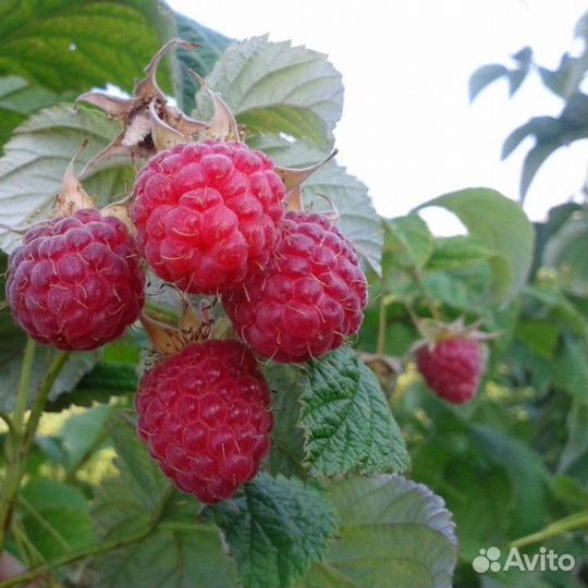 Ремонтантная малина Полесье