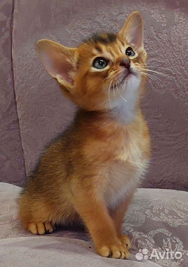 Абиссинские котята