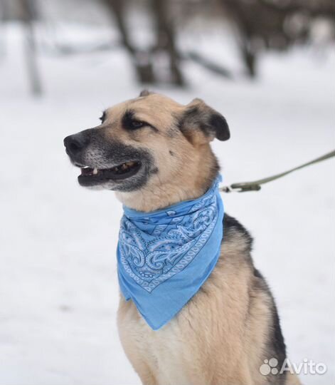 Собака-улыбака в добрые руки