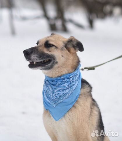 Собака-улыбака в добрые руки