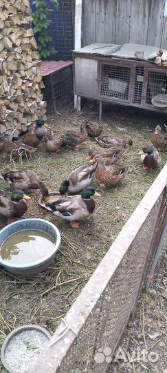 Подсадные утки