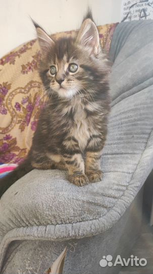 Котята мейн-кун
