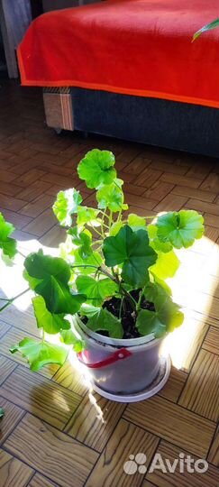 Фикус, цветы комнатные