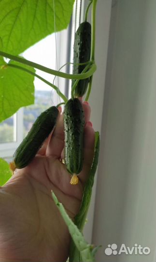 Рассада огурцов балконных