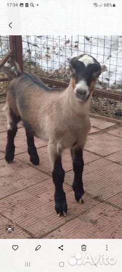 Козлята ламанча