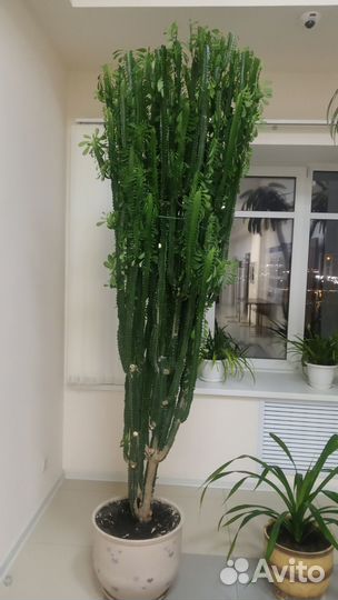 Комнатные растения большие