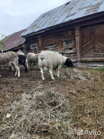 Овцы бараны