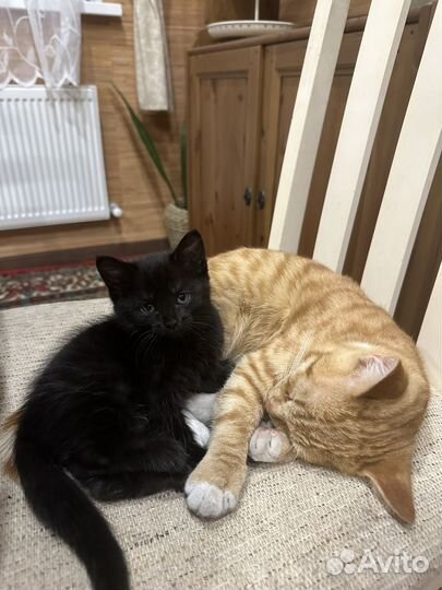 Черный котенок