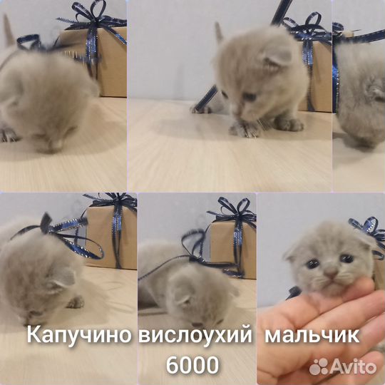 Британские котята