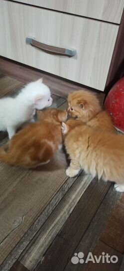 Кошка в дар бесплатно