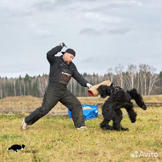 Щенки ризеншнауцера
