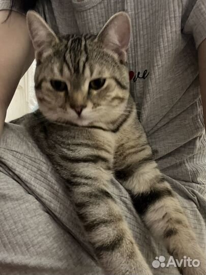Котенок 8 месяцев