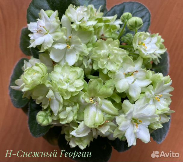 Фиалки детки