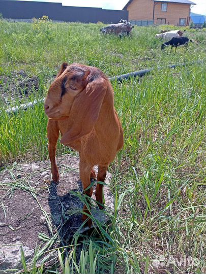 Козочка 50 Шами. Козочка 62 битал