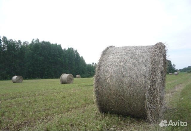 Сено сеяных трав, в тюках и рулонах