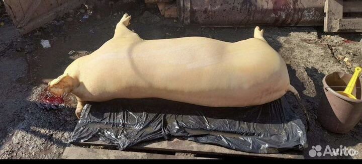 Мясо свинина