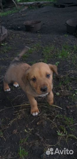 Щенки бесплатно