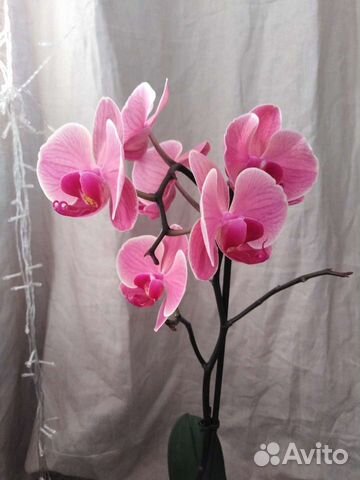 Орхидея фаленопсис Нарбонна