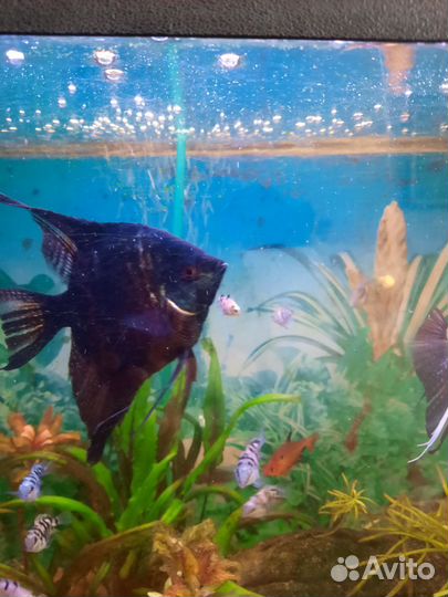 Аквариумные рыбки