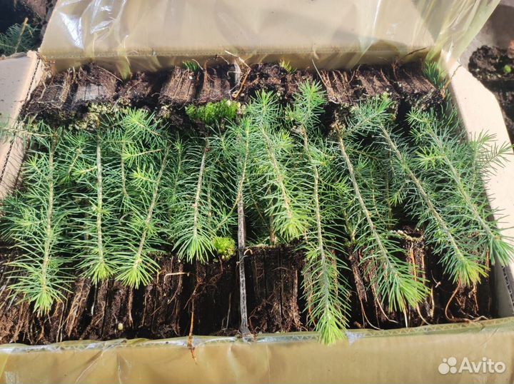 Саженцы ели зкс оптом