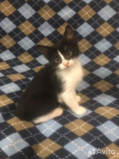 Обычные, не породистые хотят счастья