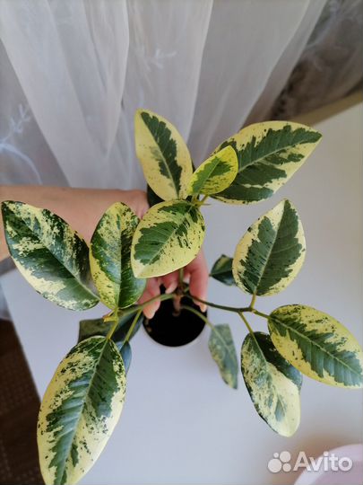 Фикус Рубигиноза вар