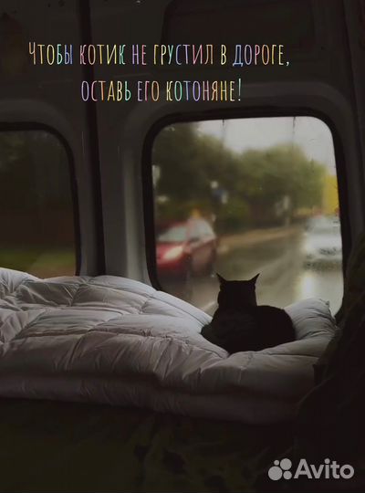 Гостиница для кошек, передержка, котоняня