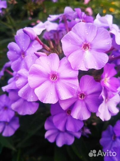 Флоксы, хосты, вербенник, энотера