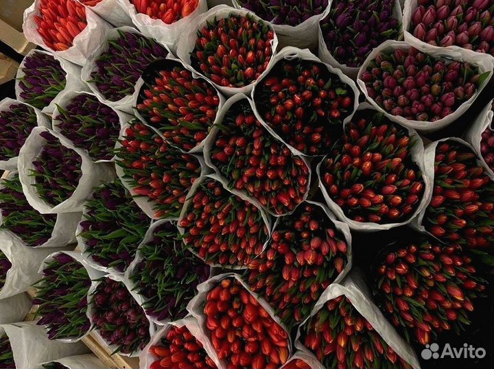 Тюльпаны опт разные цвета