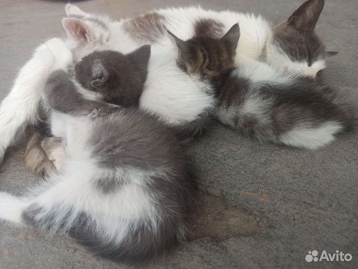 Котята в добрые руки бесплатно