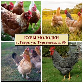 Куры несушки молодки Тверь