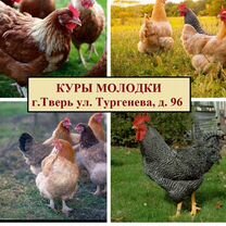 Куры несушки молодки Тверь