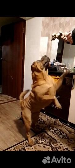 Шарпеи для вязки (мальчики)