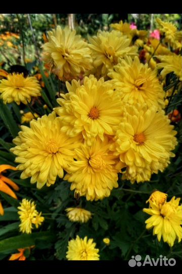 Сортовые цветы