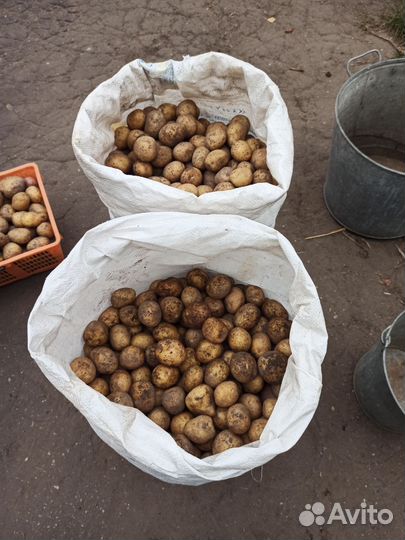 Мелкий картофель на корм скоту, цена за 1 мешок