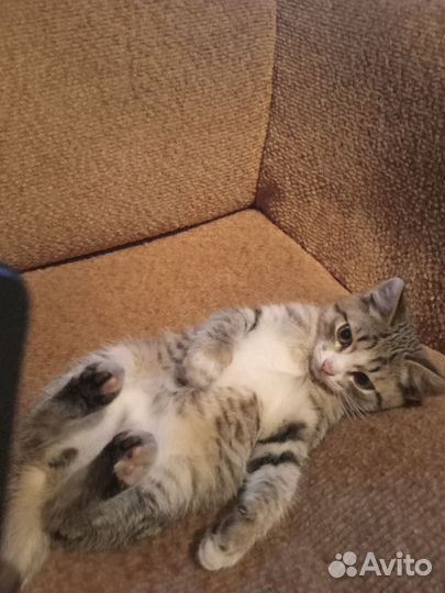 Котики бесплатно