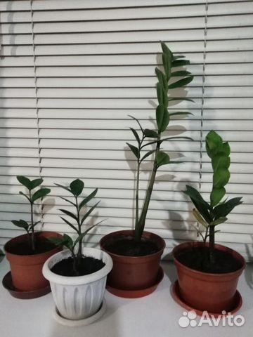 Комнатные растения цветы