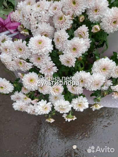 Хризантемы мультифлора и корейские