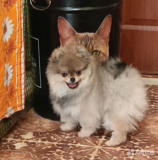 Померанский шпиц мини(мальчик)